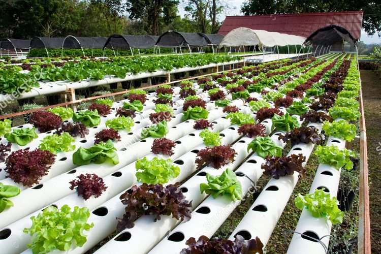 3 mô hình trồng rau sạch tại nhà với chi phí chưa đến 3 triệu đồng