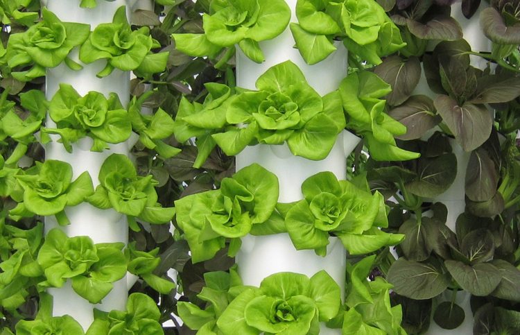 6 loại phân bón hữu cơ có sẵn tại nhà để trồng rau sạch