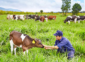 Moc Chau Farm