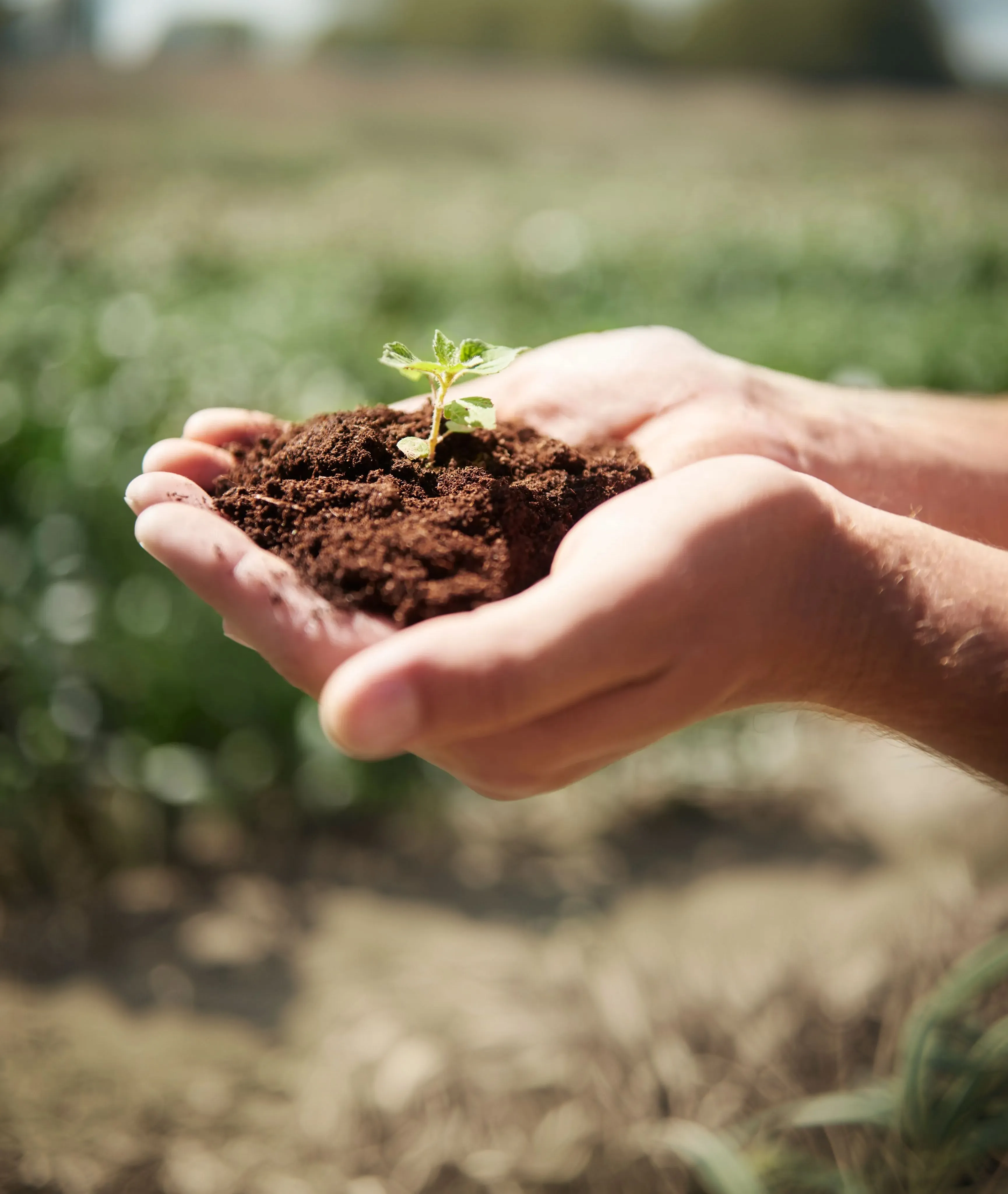 Soil Safety