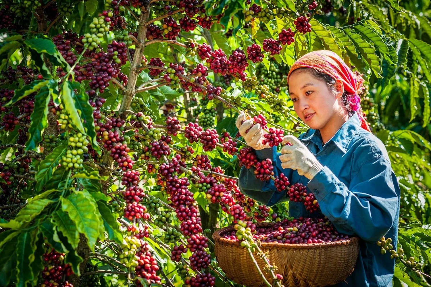 Agricultural Product Quality